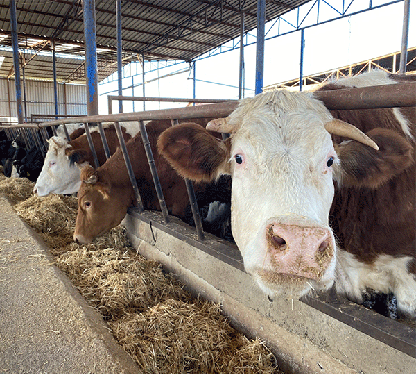 Alaşehir kasap Tanrıkulu Hayvancılık
