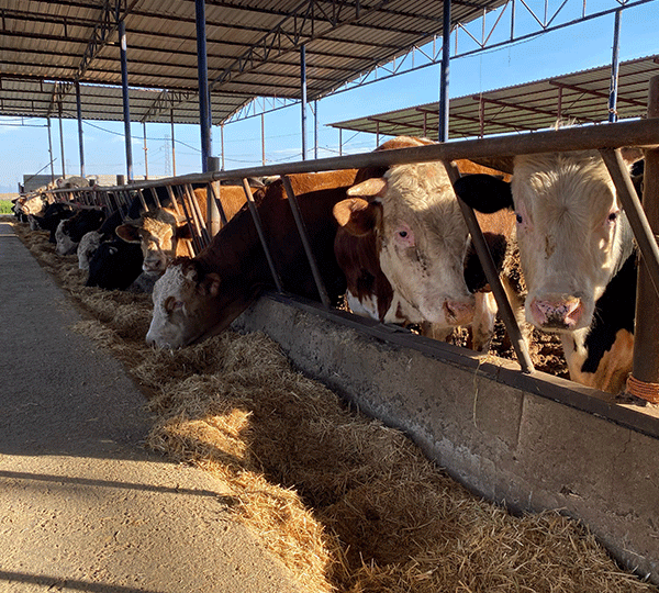Alaşehir kasap Tanrıkulu Hayvancılık