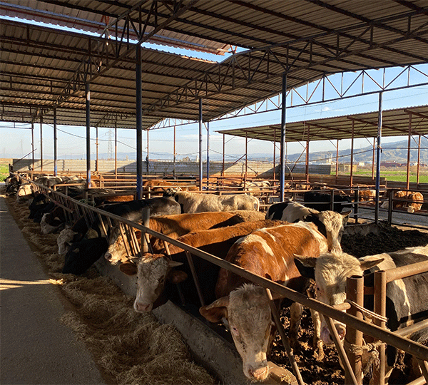 Alaşehir kasap Tanrıkulu Hayvancılık